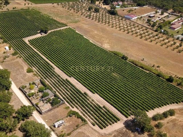 Vinha com 4 hectares, em Palmela, Setúbal