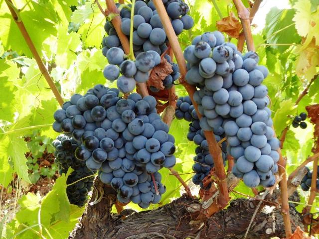 VINHA em 20 ha, 49%, Portugal, Alto Alentejo, Portalegre