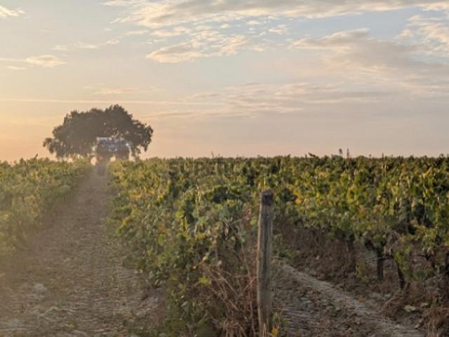Vinha com 6 Hectares em Pegôes
