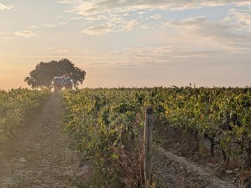 Vinha com 6 Hectares em Pegôes