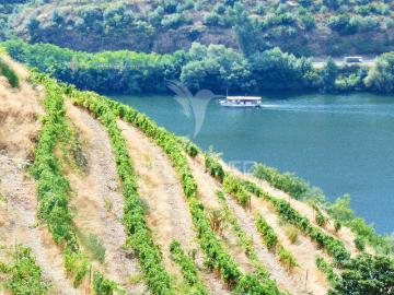 Vinha em Produção no rio Douro