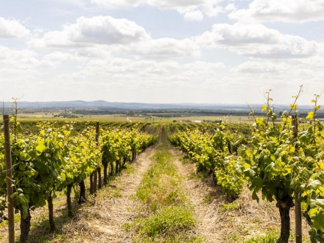 Vinha em produção, 2 montes, olival e antiga pedreira com ág. 0m² do Ameixial Santa Vitória e São Bento