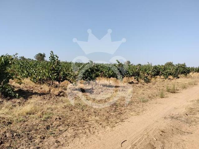 VINHA PARA VENDA 3,8 HA