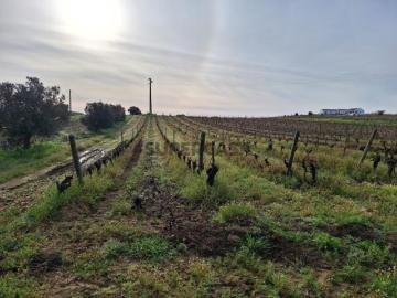 Vinha Perímetro rega c/ possibilidade construção