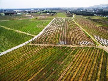 Vinhas Península de Setúbal, casas, anexos e armazém, 45Ha. 100m² Palmela