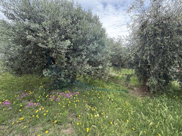 Via per Rosignano 5 vani 112mq