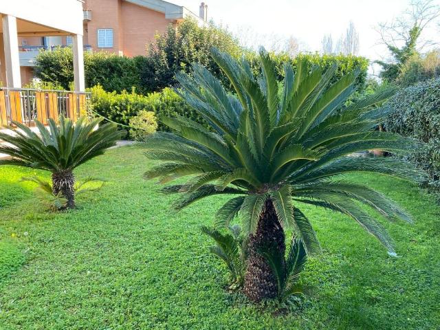 Viale delle Ginestre 60 7 vani 210mq
