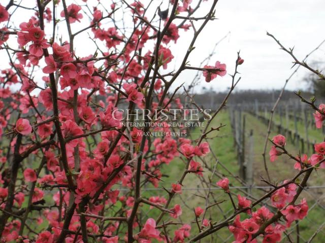 Vignoble familial en Aoc Côtes de Bourg 190m² Bourg