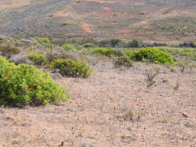 Vila do Bispo Vila do Bispo LS105008047