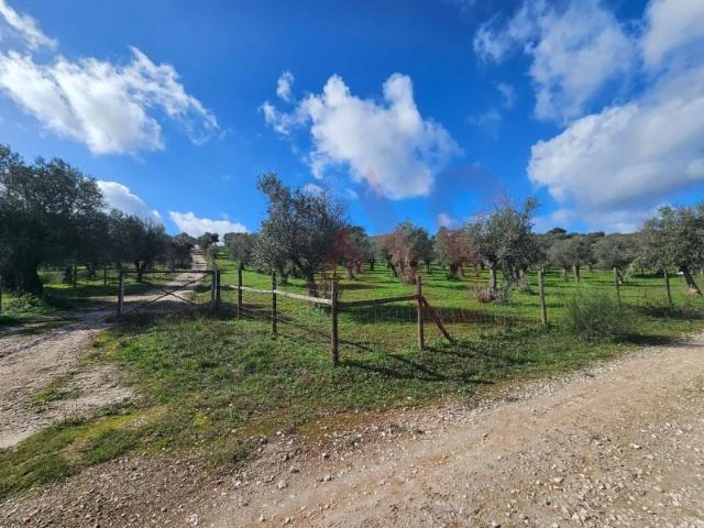 Vila Viçosa Vila Viçosa 7160 213 95819025