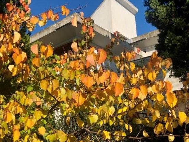 Villa 8 camere da letto, Montesilvano Colle Abruzzo 65015 DS104754747