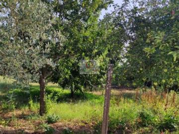 Requeixo Nossa Senhora de Fátima e Nariz, Aveiro, Distrito de Aveiro