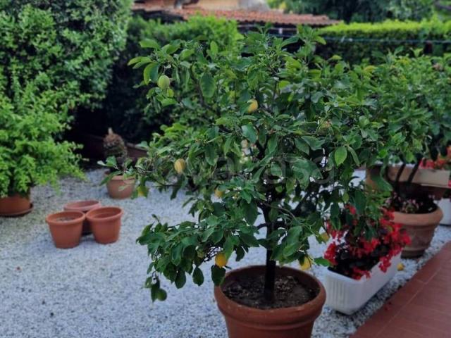 Villa a Schiera in affitto a Pietrasanta via Leonardo da Vinci, arredato, giardino privato, lavatrice TrovaCasa