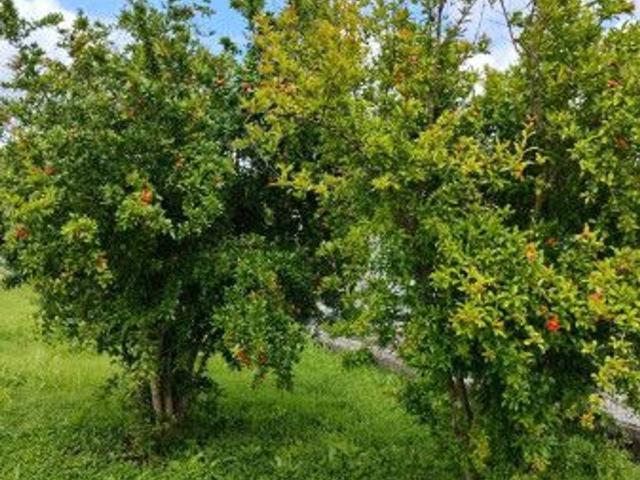 Villa a schiera in vendita a San Giuliano Terme