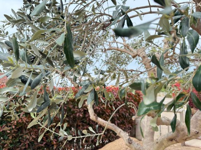 Villa bifamiliare viale 5 Novembre, Centro, Caprino Veronese