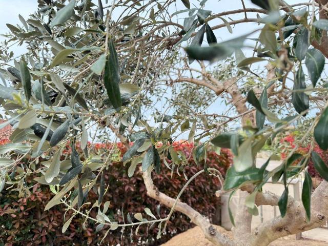Villa Bifamiliare in affitto a Caprino Veronese viale 5 Novembre, giardino privato, box, terrazzo TrovaCasa