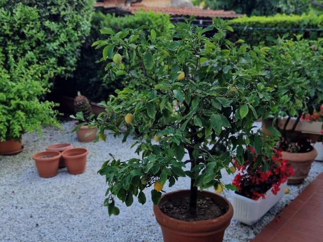 Villa Bifamiliare in affitto a Pietrasanta, case in affitto Pietrasanta