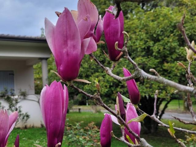 Villa con giardino, Camaiore valpromaro