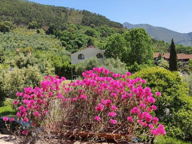 Villa con giardino a Calci