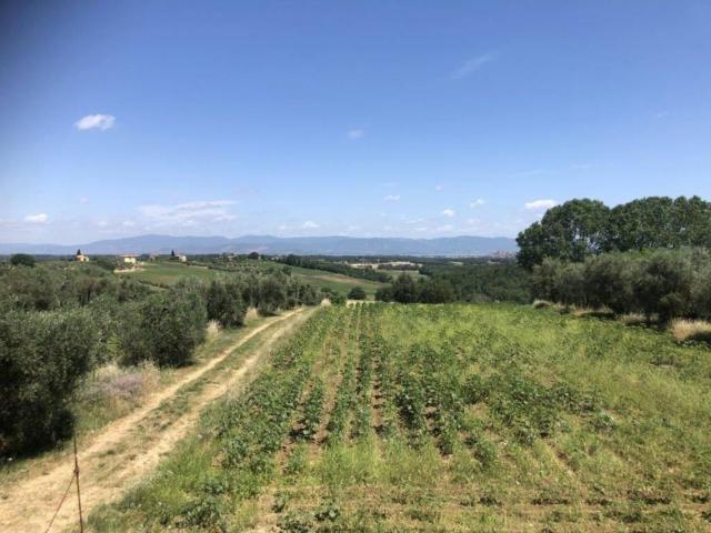 Villa in vendita a Castiglione del Lago PG