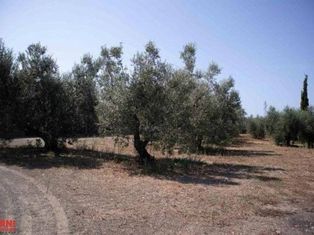 Villa in vendita a Cecina