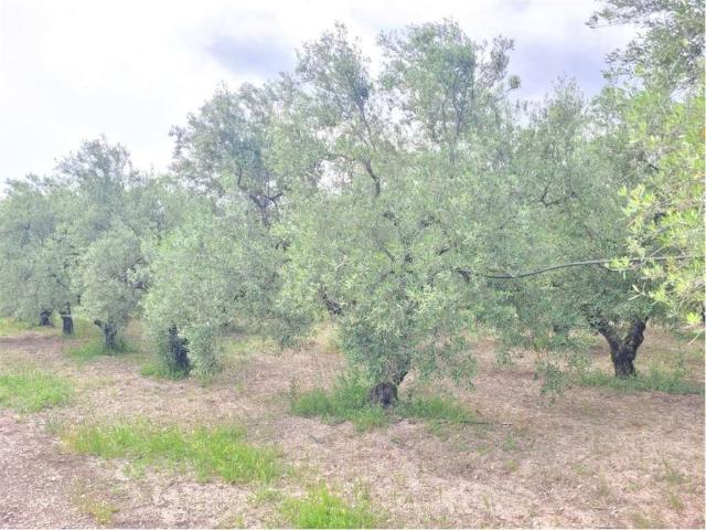 Villa in vendita a Cerignola FG