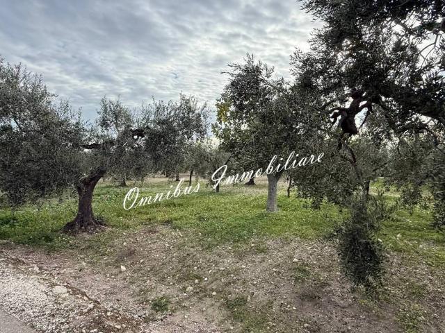 Villa in vendita a Troia FG