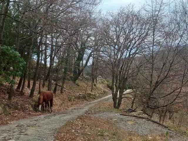 Villa in affitto a Sori GE