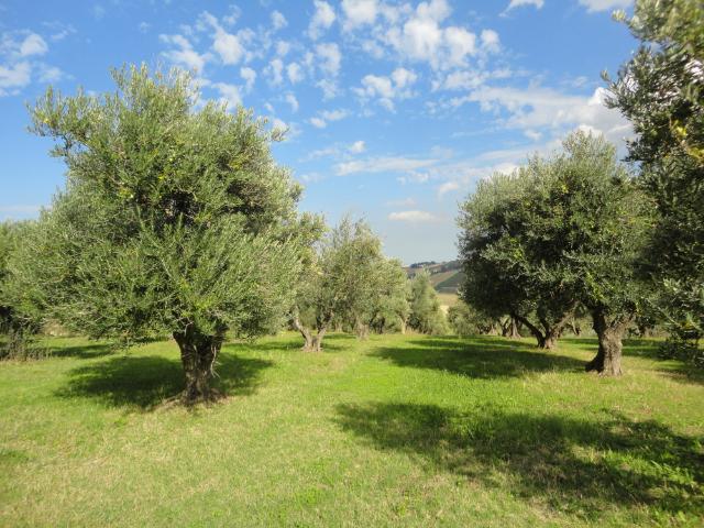 Villa in campagna in vendita a Ostra