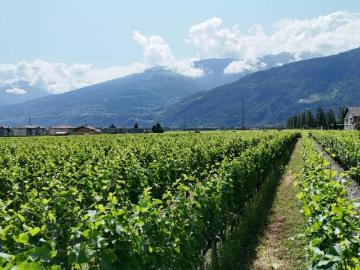 Les Sâles, Vétroz, Gundis, Wallis