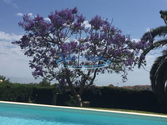 Villa MARBELLA 29600