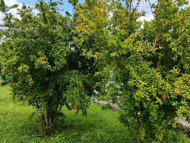 Villetta a schiera in vendita a San Giuliano Terme PI