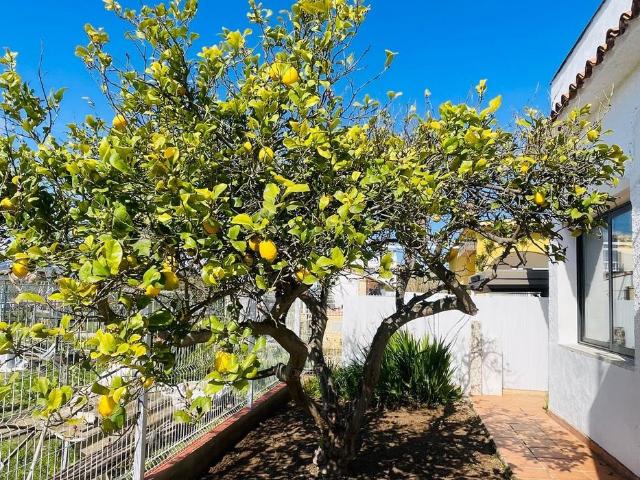 Vivienda de lujo de 100 m2 en alquiler Oliva, Comunidad Valenciana