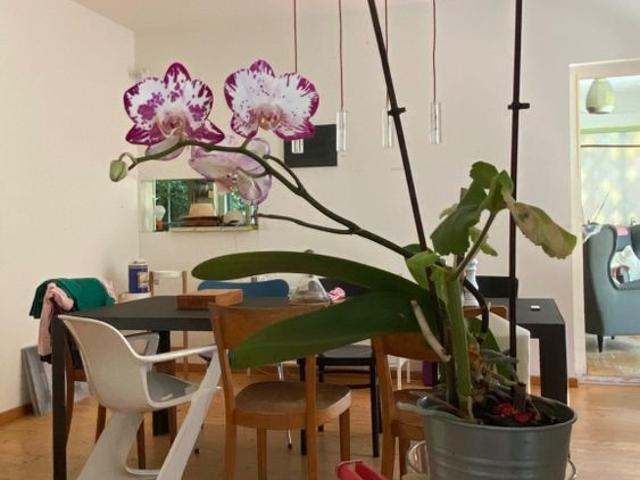 Voll möbliertes 7.5 Zimmer Haus in Spiegel