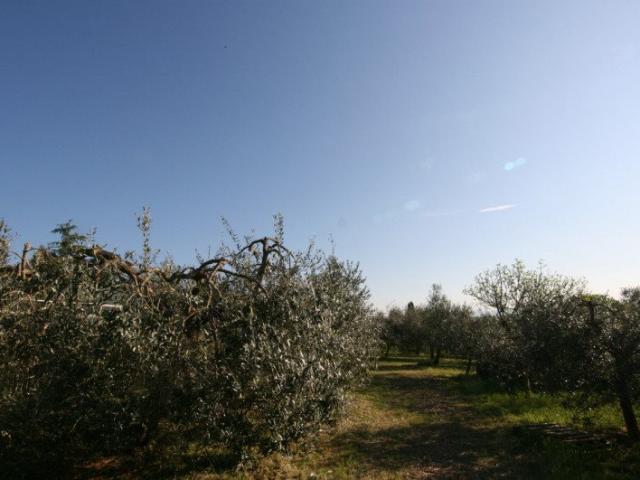 Vl20 Scrofiano, nel cuore della splendida campagna toscana. 370m² Scrofiano