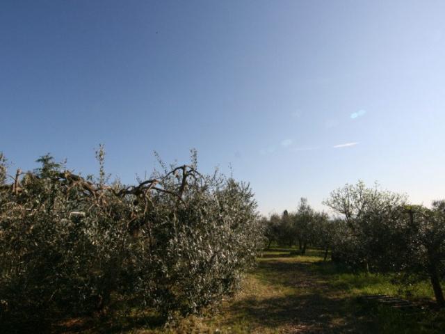 VL20 Scrofiano, nel cuore della splendida campagna toscana. 370m² Scrofiano
