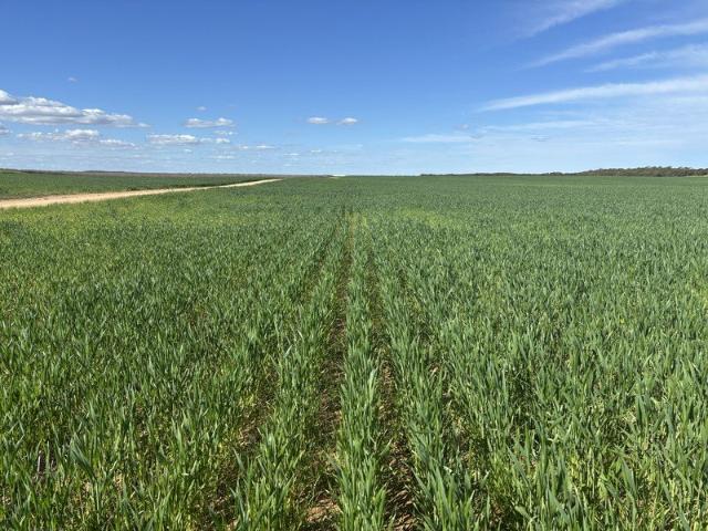 Wanbi Downs a substantial mixed farming opportunity