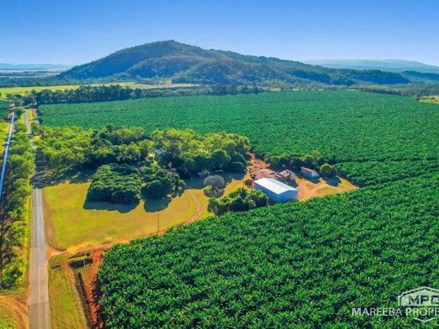 WALKAMIN BANANA FARM ON RICH VOLCANIC SOILS