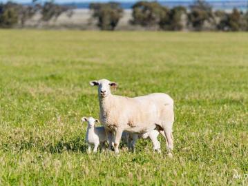 WARREN AGGREGATION 4,803 Ha of Versatile Riverina Country