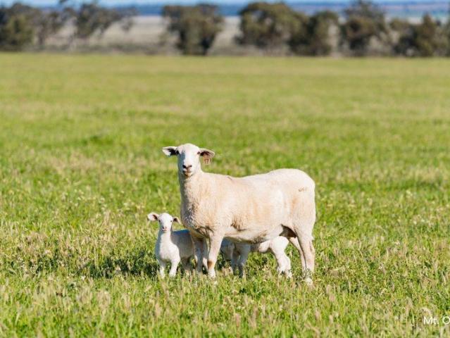 WARREN AGGREGATION 4,803 Ha of Versatile Riverina Country