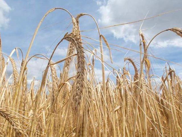 Watchem Cropping Land
