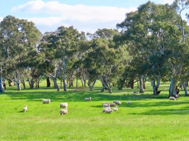 Well worth a look! 208 Acres close to Penola