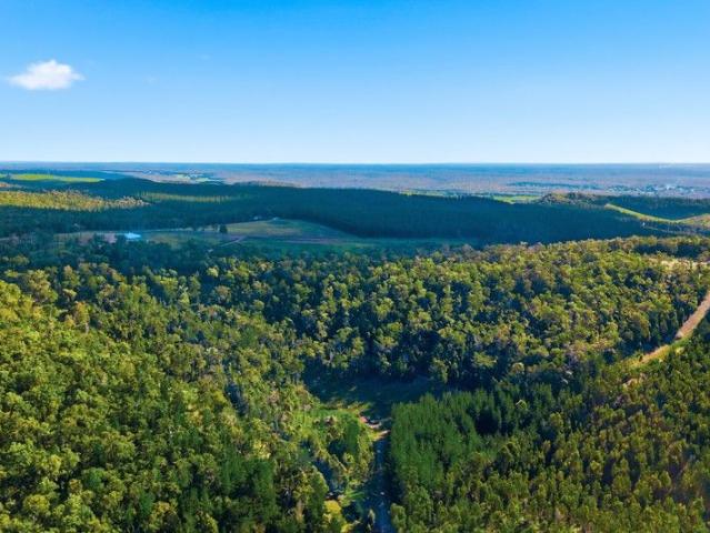 Where the Forest Meets the Horizon