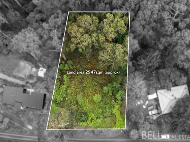 Where the Forest Becomes Your Backyard