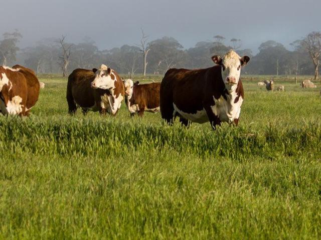 'WINAVON' IRRIGATION LIVESTOCK CROPPING