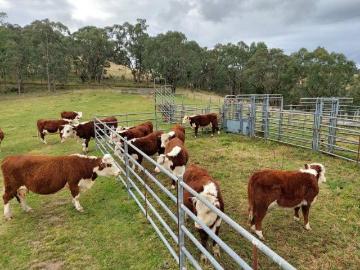 Wilderness Retreat, Cattle Farming, Off Grid lifestyle, Adjoining River