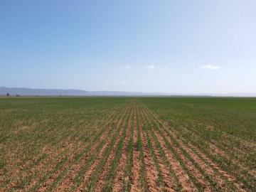 Willowie, Mount Remarkable, South Australia, South Australia