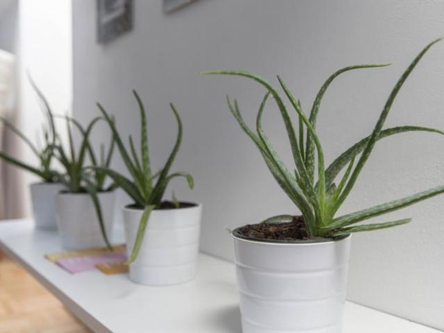 Wohnung Zu Vermieten Vienna Vienna 2802 ES99383964