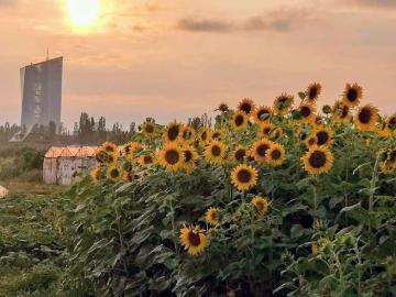 Gruneliusstraße, Im Teller