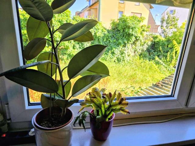 Wohnung zum Kaufen in Ludwigshafen 274.000,00 EUR 98 m²
